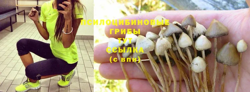 Псилоцибиновые грибы Psilocybe  где купить наркотик  Кирс 